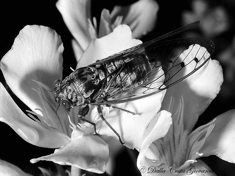 Cicada orni  ?  foto b/n  del 1970